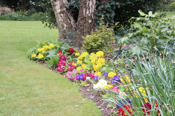 cheslyn 19-04 primula