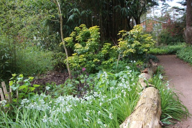 cheslyn 19-04 spring bulbs